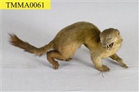 藏品(黃喉貂)的圖片